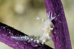 Tritonicula hamnerorum