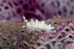 Tritonicula hamnerorum