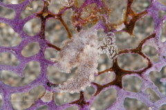 Tritonicula wellsi