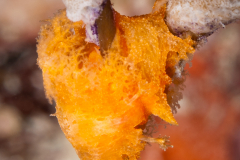 Tritoniopsis frydis