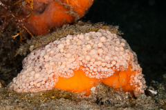 Umbraculum umbraculum