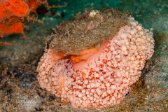 Umbraculum umbraculum