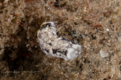 Camachoaglaja sp. 3 in Nudibranch & Sea Slug Identification