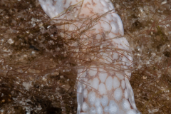 Camachoaglaja sp. 1  -  Nudibranch & Sea Slug Identification