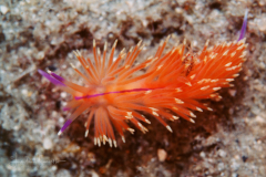 Unidentia angelvaldesi