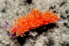 Unidentia angelvaldesi