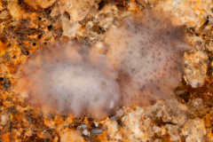 Unknown Discodorididae - Jorunna spazzola ??