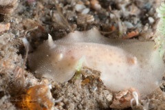 Unknown Discodorididae