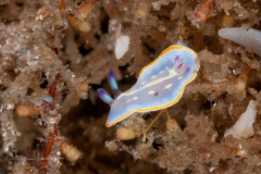 Felimida binza - Juvenile