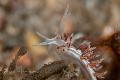 Unknown Flabellina