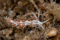Unknown Flabellina