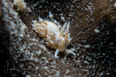 Unknown - Learchis?