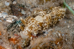 Unknown Spurilla