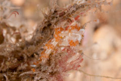 Cuthona sp. 7 ?  Nudibranch & Seas Slug Identification