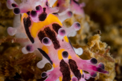 Aegires villosus