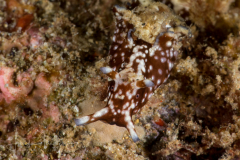 Sea Hare - Aplysia nigrocincta