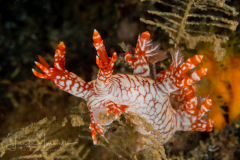 Bornella cf. adamsii