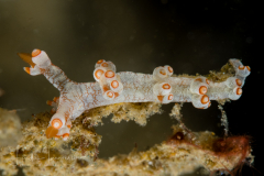 Bornella stellifer