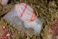 Bullina lineata