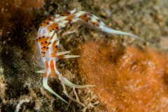 Caloria indica