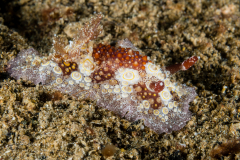 Carminodoris estrelyado