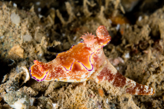 Ceratosoma tenue