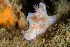 Ceratosoma trilobatum