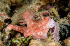 Ceratosoma trilobatum