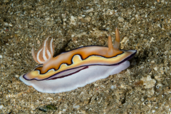 Chromodoris coi