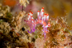 Coryphellina-rubrolineata-10172017-216