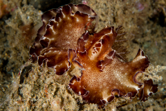 Discodoris boholiensis