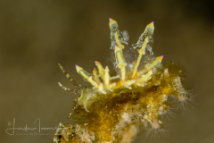 Eubranchus sp. 1 NSSI
