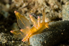 Eubranchus sp.