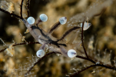 Eubranchus sp. 27 NSSI