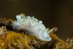 Glossodoris pallida