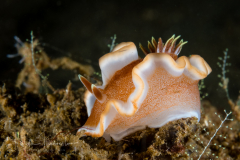 Glossodoris rufomarginata