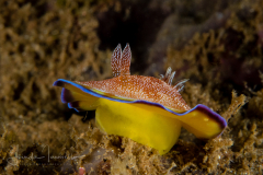 Goniobranchus albopunctatus