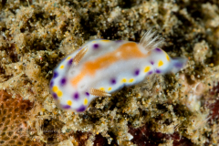 Goniobranchus collingwoodi
