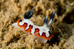 Goniobranchus fidelis
