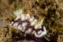 Goniobranchus geometricus