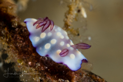 Goniobranchus hintuanensis
