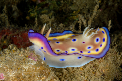 Goniobranchus kuniei