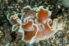 Hydatina physis