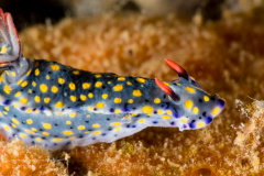 Hypselodoris roo