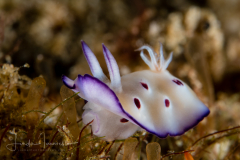 Hypselodoris tryoni
