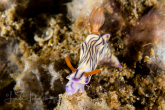 Hypselodoris zephyra