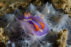 Mexichromis trilineata