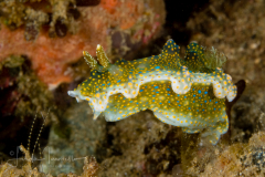 Miamira magnifica