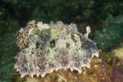 Miamira miamirana