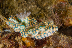 Miamira sinuata